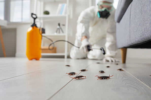 Affordable Termite Control solutions in Cloverly, MD